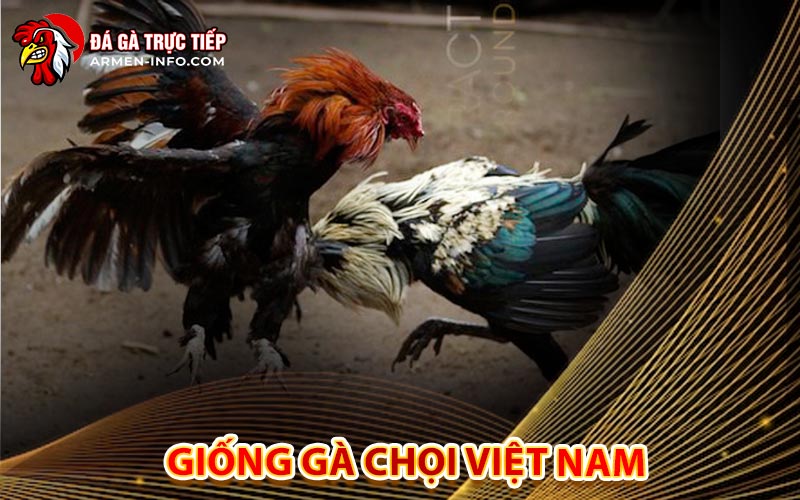 Giống Gà Chọi Việt Nam