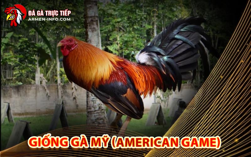 Giống Gà Mỹ (American Game)