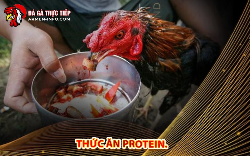 Thức Ăn Protein.